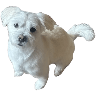Yoshi